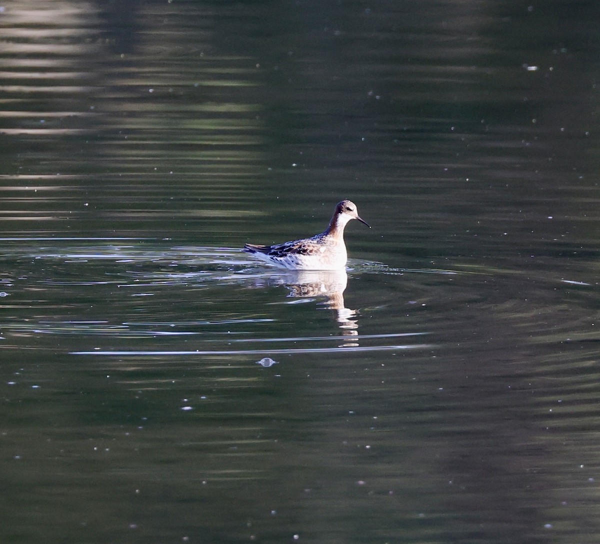 Red-necked Phalarope - Pelin Karaca