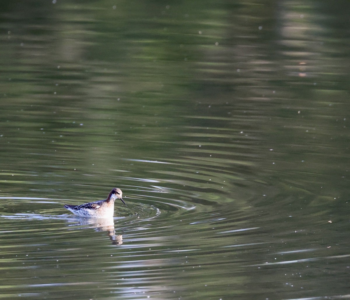 Red-necked Phalarope - Pelin Karaca