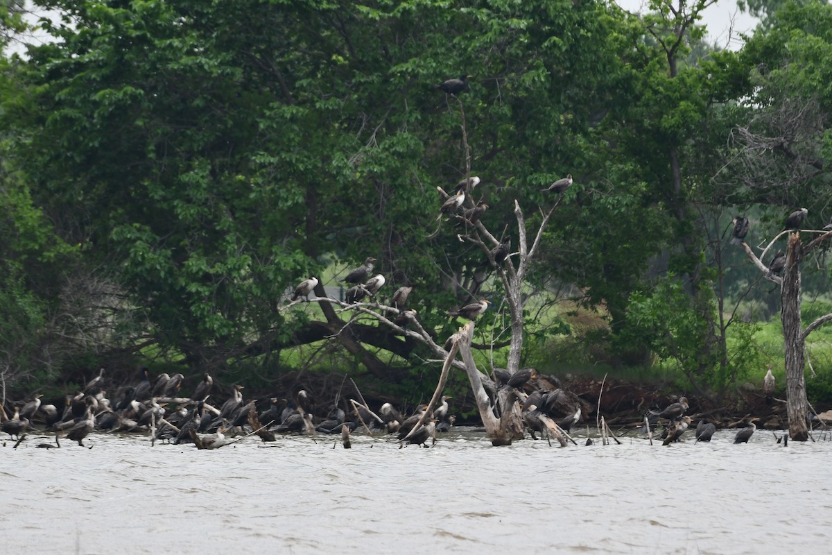 Double-crested Cormorant - Carmen Ricer