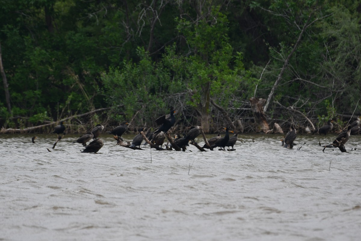 Double-crested Cormorant - Carmen Ricer