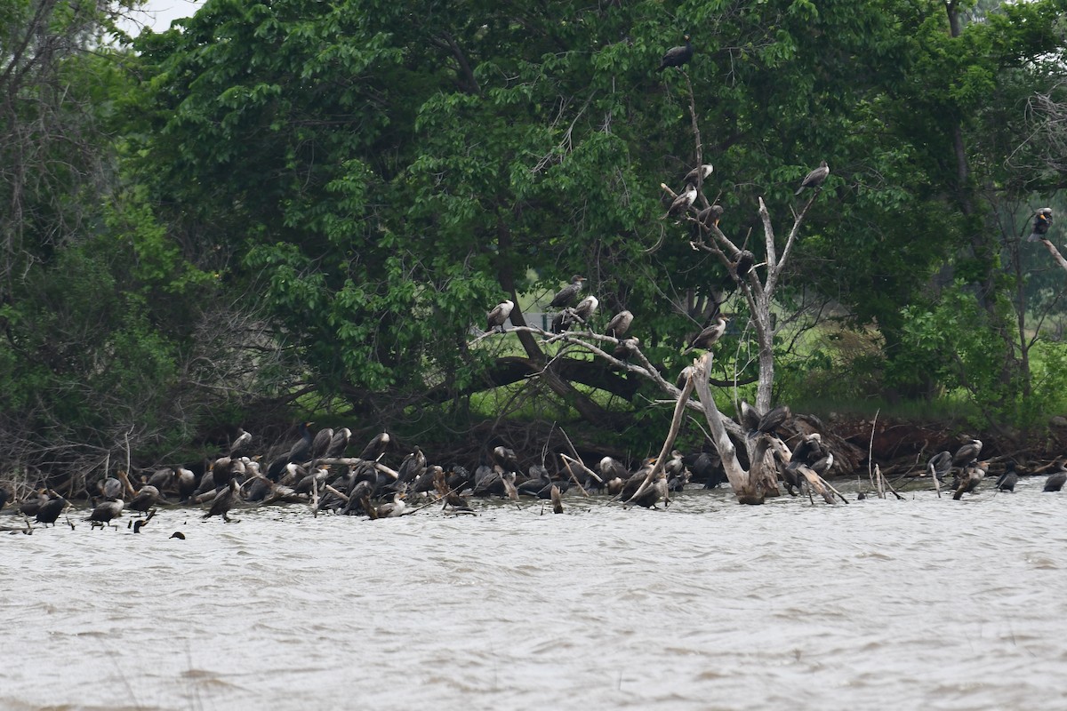 Double-crested Cormorant - Carmen Ricer