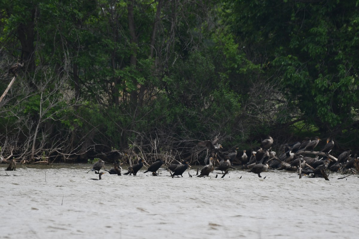 Double-crested Cormorant - Carmen Ricer