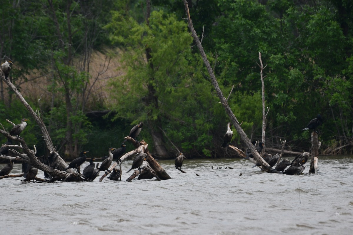 Double-crested Cormorant - Carmen Ricer