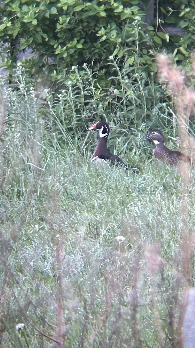 Wood Duck - ML618259091