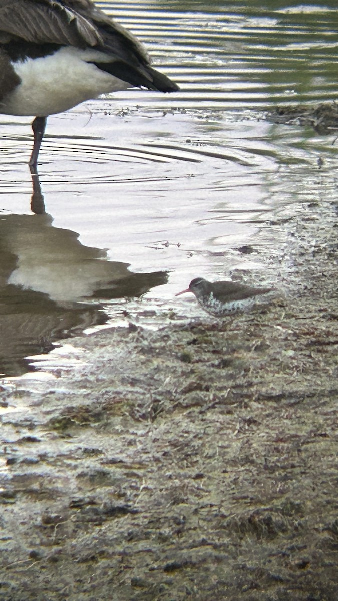 Spotted Sandpiper - ML618259094