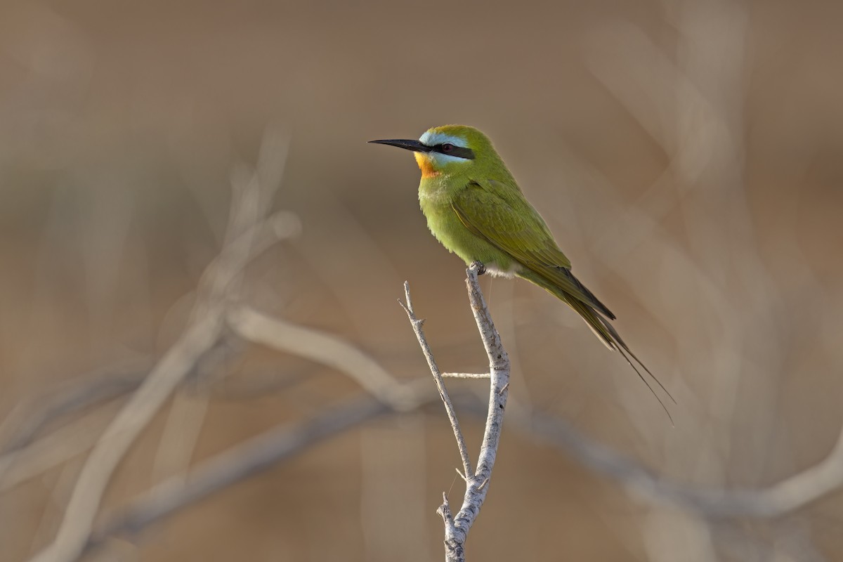 Blue-cheeked Bee-eater - Marco Valentini