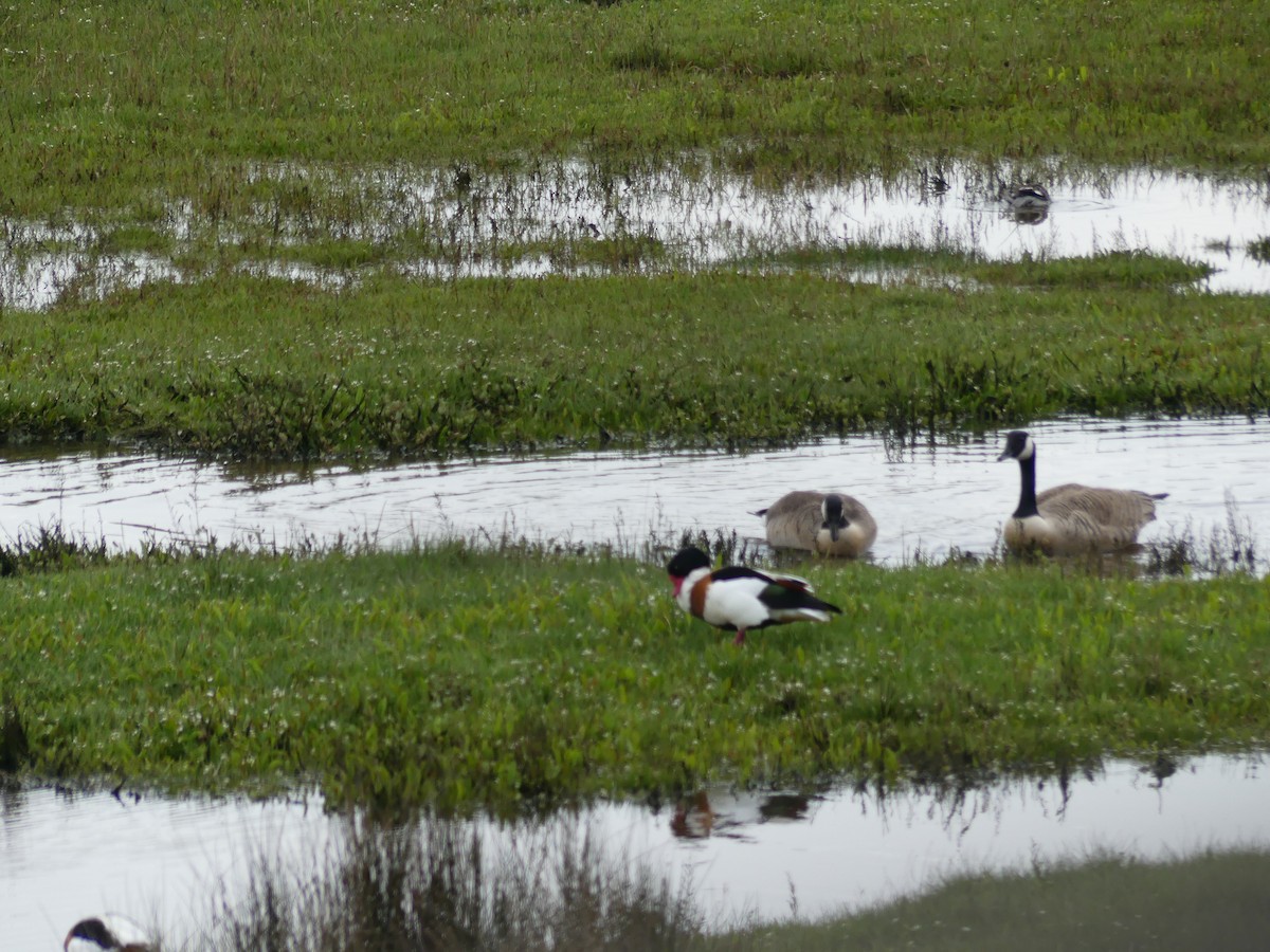 Canada Goose - Usha Menon