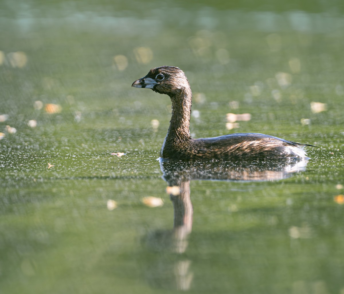 Pied-billed Grebe - Lawrence Rhoads