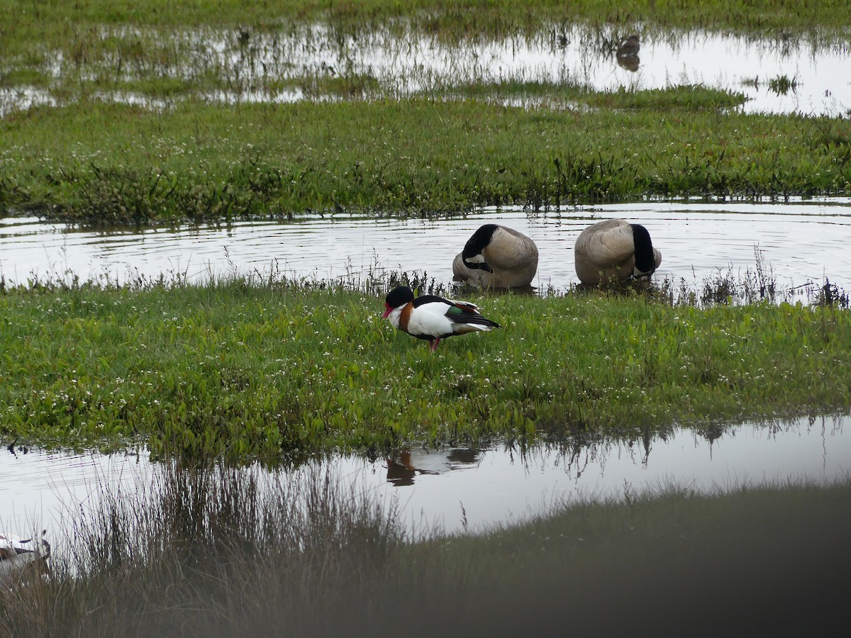 Common Shelduck - ML618259115