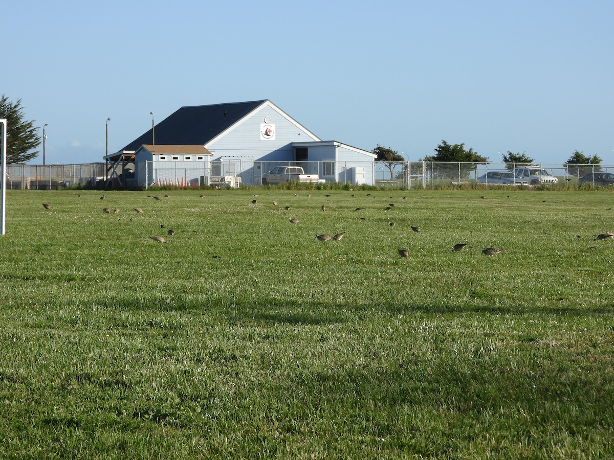 Whimbrel (Hudsonian) - Paul Lewis