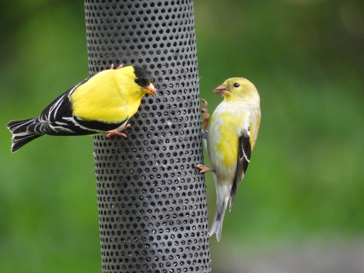 American Goldfinch - Todd Leatherman