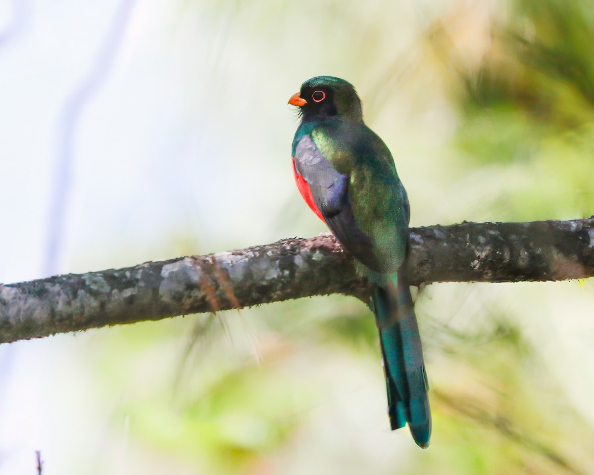 Mountain Trogon - Per Smith