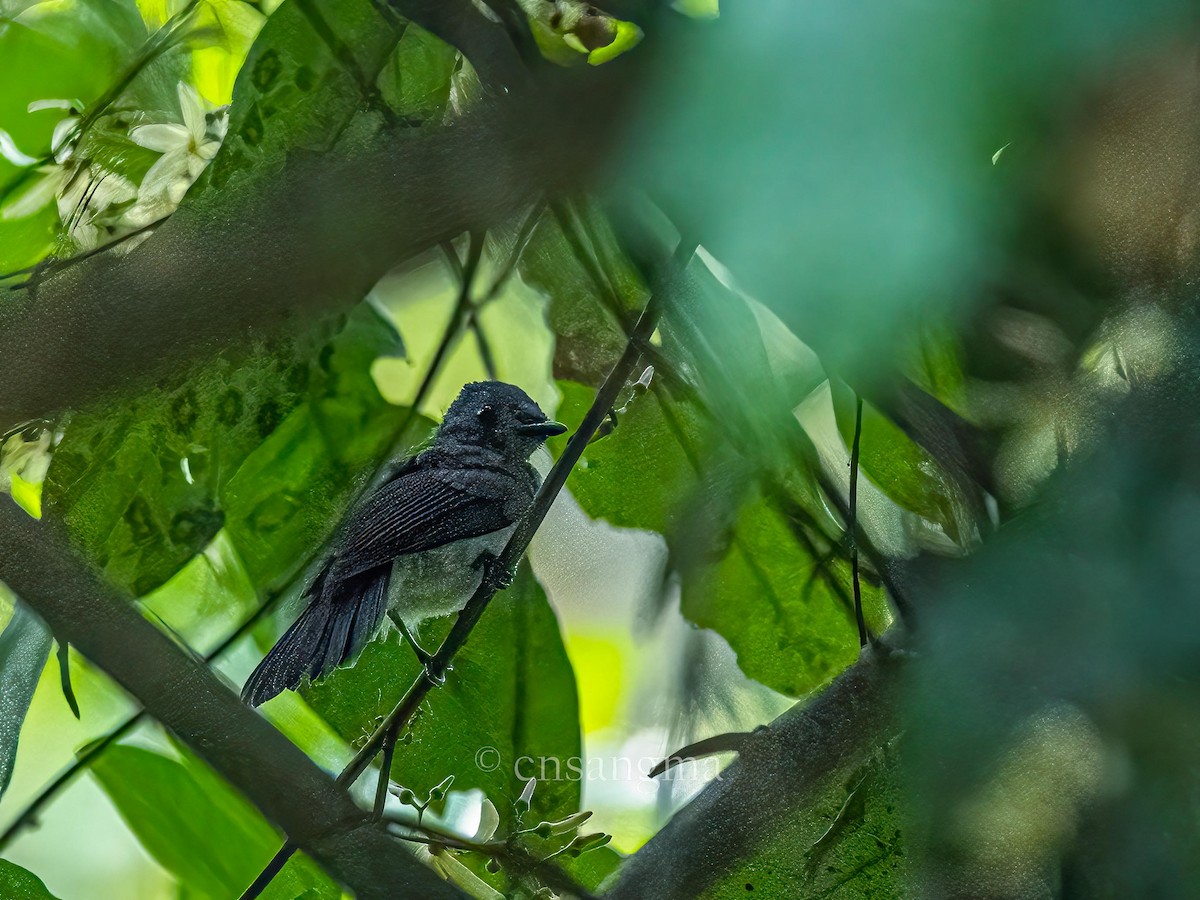 Black-naped Monarch - Chonseng Sangma