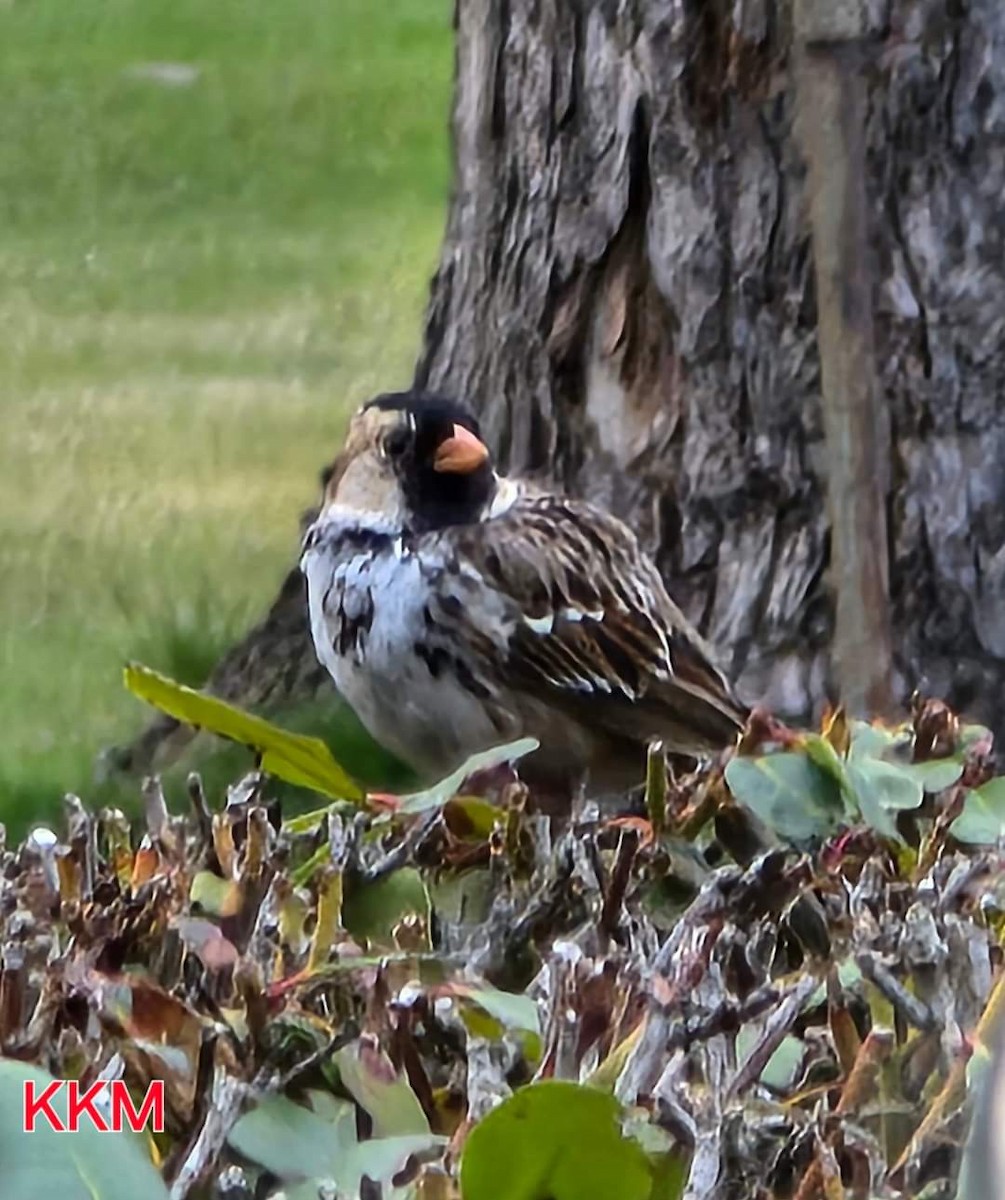 Harris's Sparrow - ML618259166