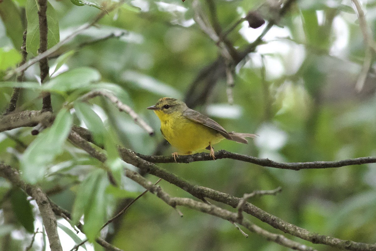 Golden-crowned Warbler - Pete Morris