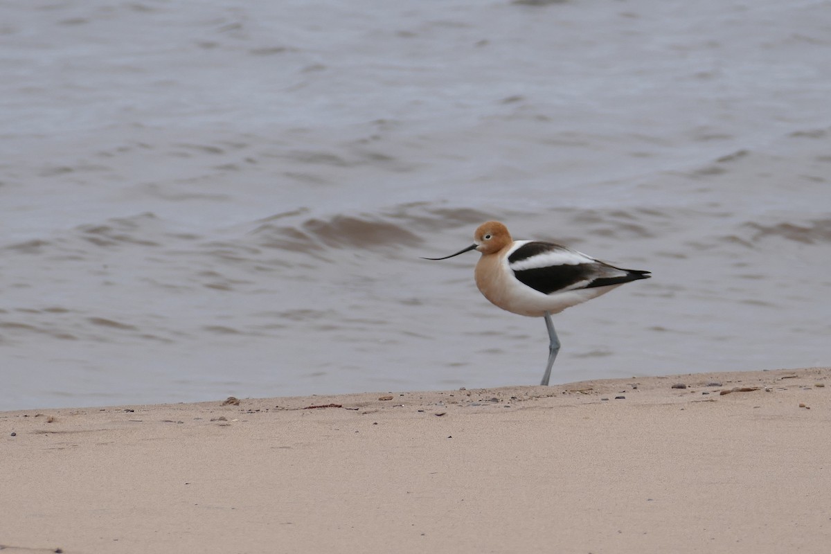 American Avocet - ML618259175