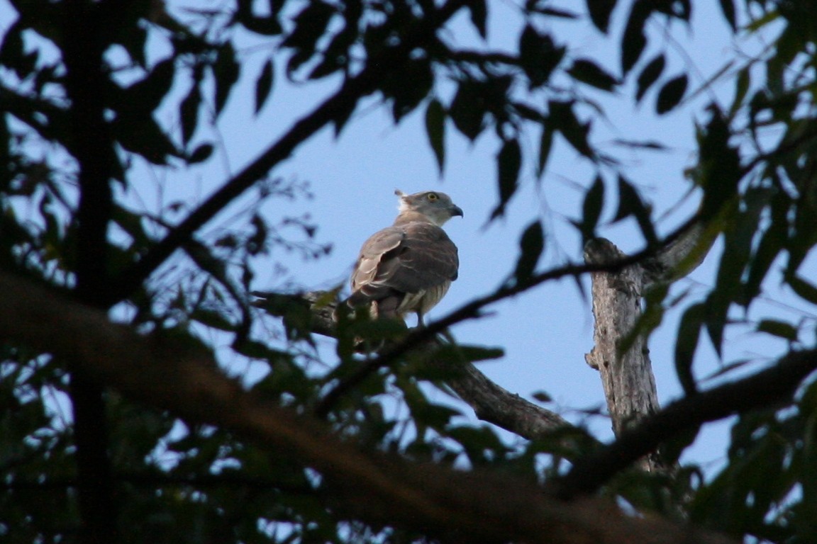 Pacific Baza - Adrian M