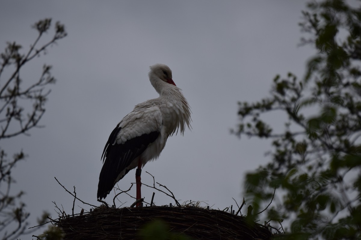 White Stork - ML618259185