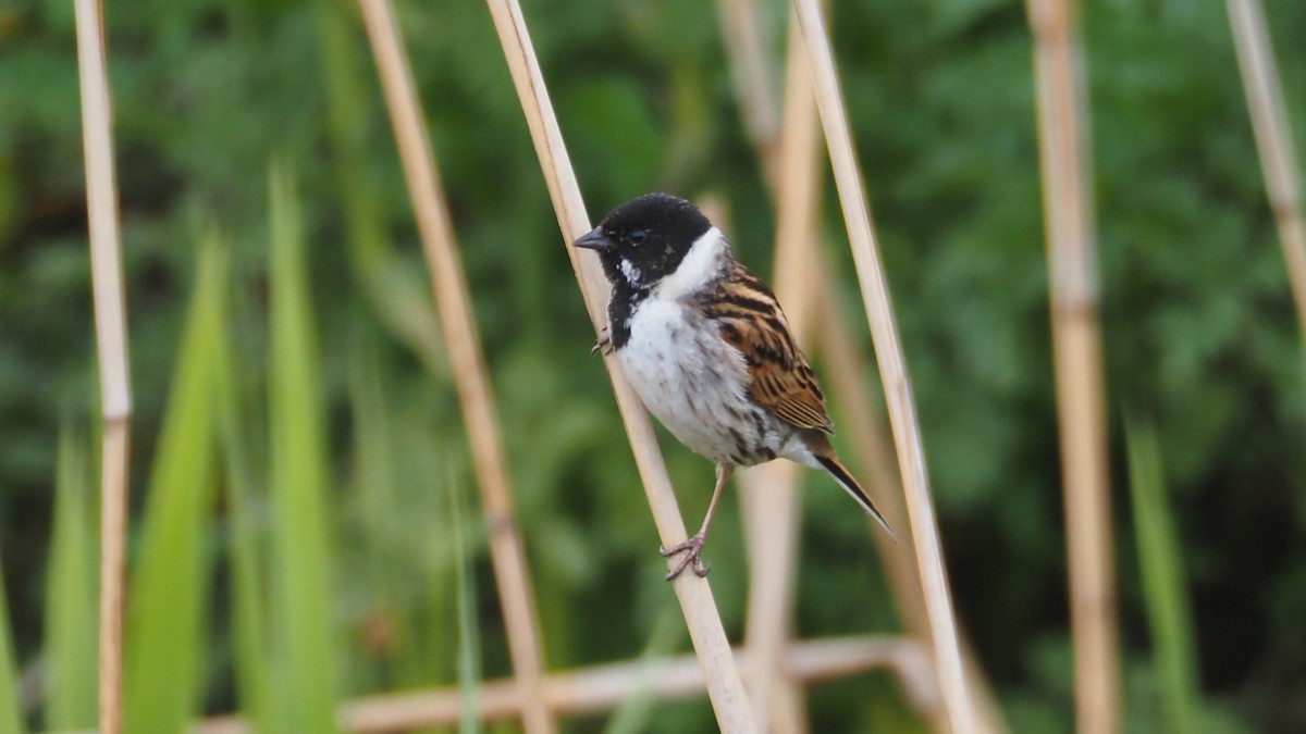 Reed Bunting - Bez Bezuidenhout