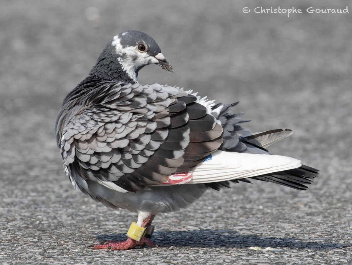 Rock Pigeon (Feral Pigeon) - ML618259197