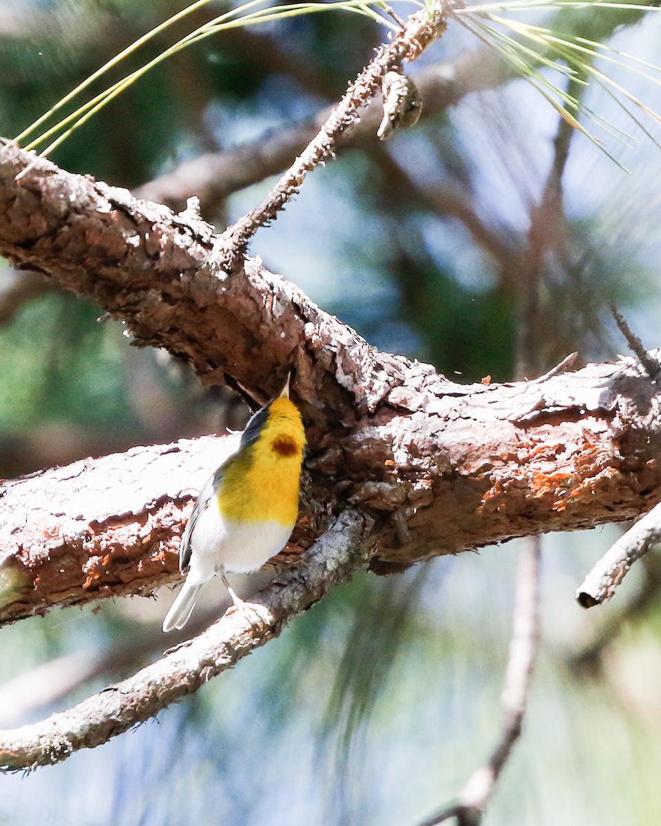 Crescent-chested Warbler - Per Smith