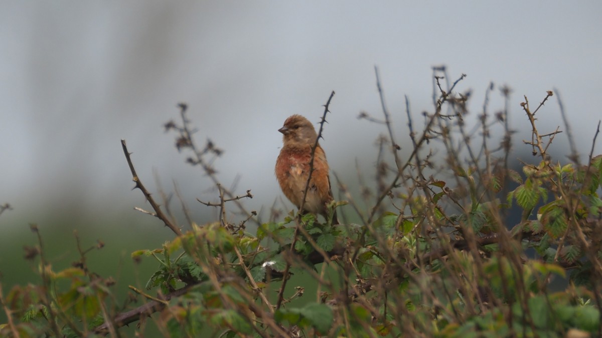 Eurasian Linnet - Bez Bezuidenhout