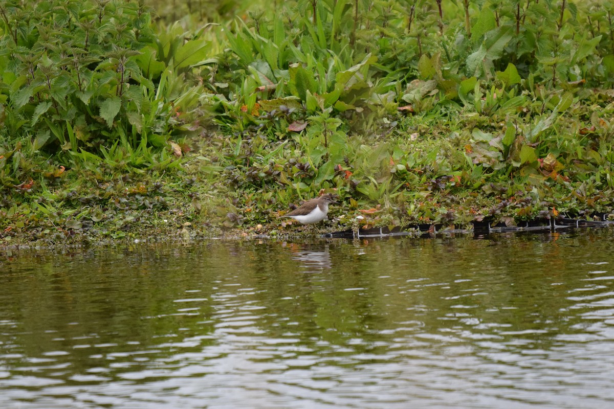 Common Sandpiper - Merijn Bouwmeester