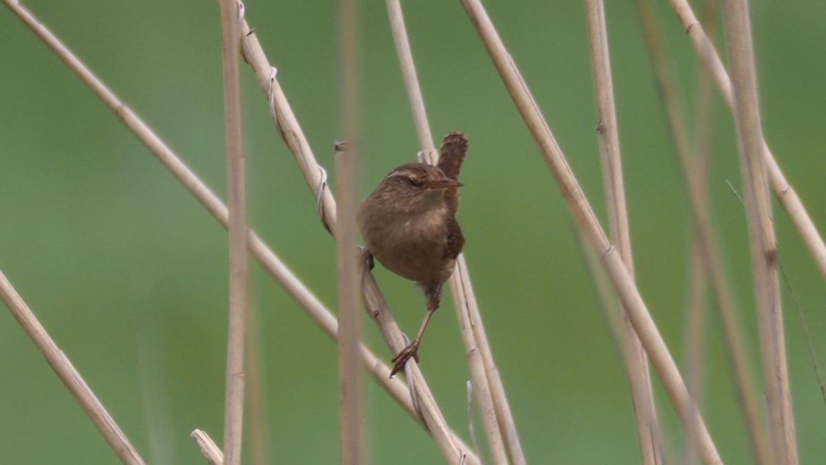 Eurasian Wren - Bez Bezuidenhout