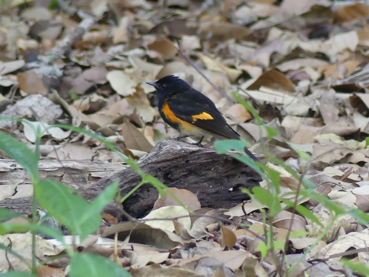 American Redstart - Betty Holcomb