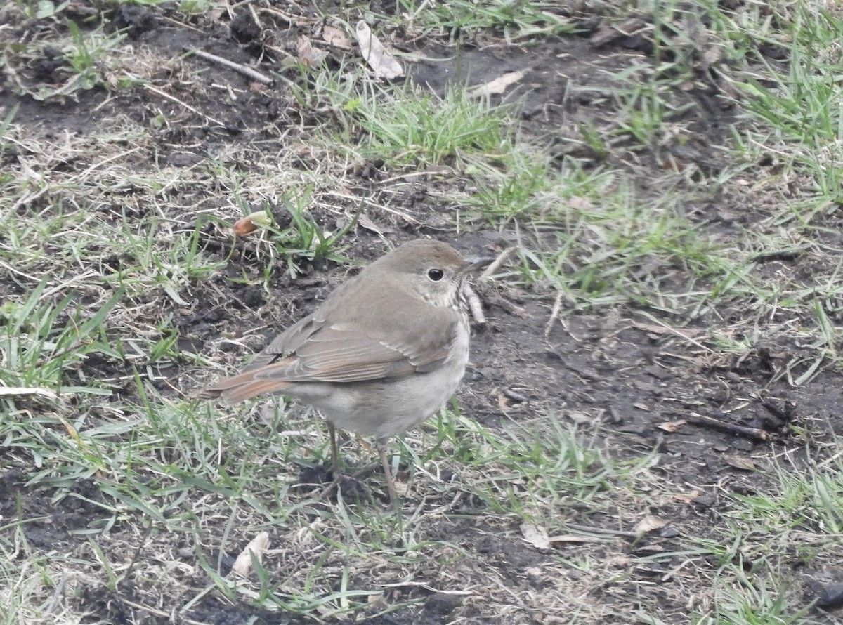 Hermit Thrush - Suzie Bergeron