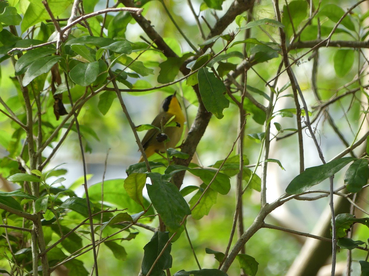 Common Yellowthroat - ML618259269