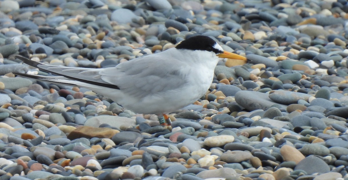 Little Tern - Charlie Cowan