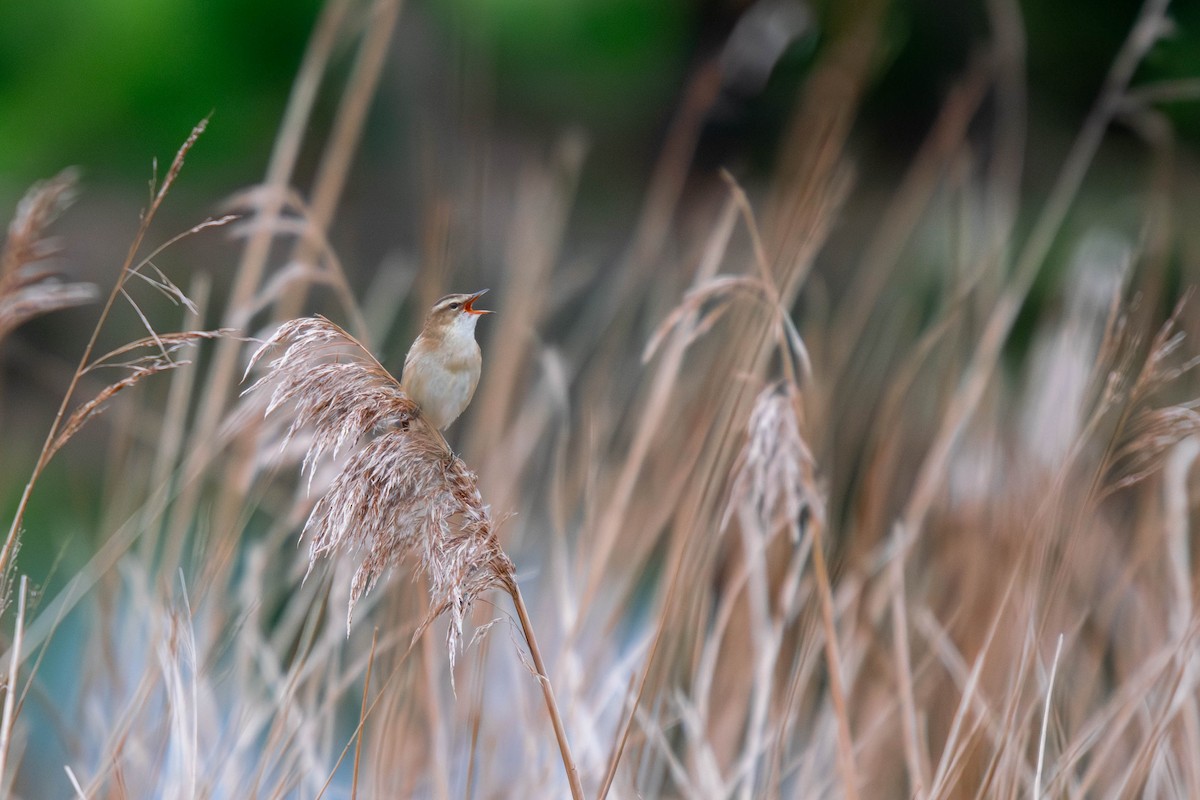 Sedge Warbler - Merijn Bouwmeester