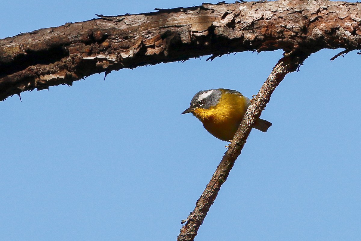 Crescent-chested Warbler - Per Smith