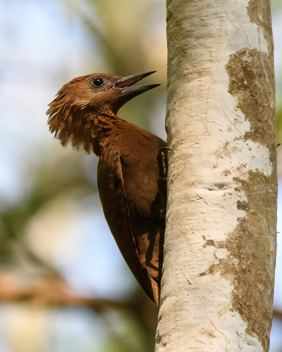 Rufous Woodpecker - Srinivas Mallela