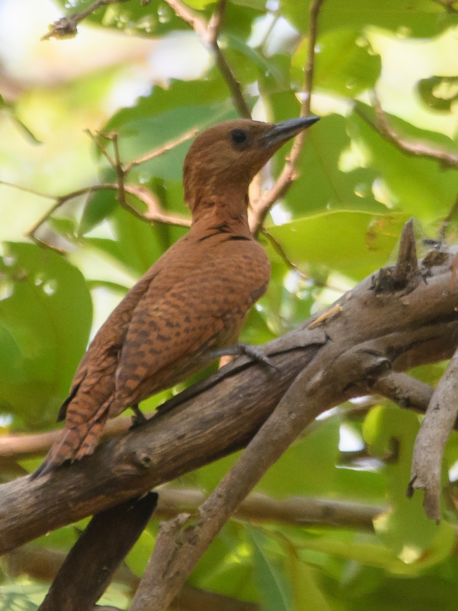 Rufous Woodpecker - Srinivas Mallela