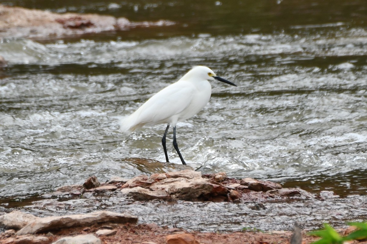 Snowy Egret - Carmen Ricer