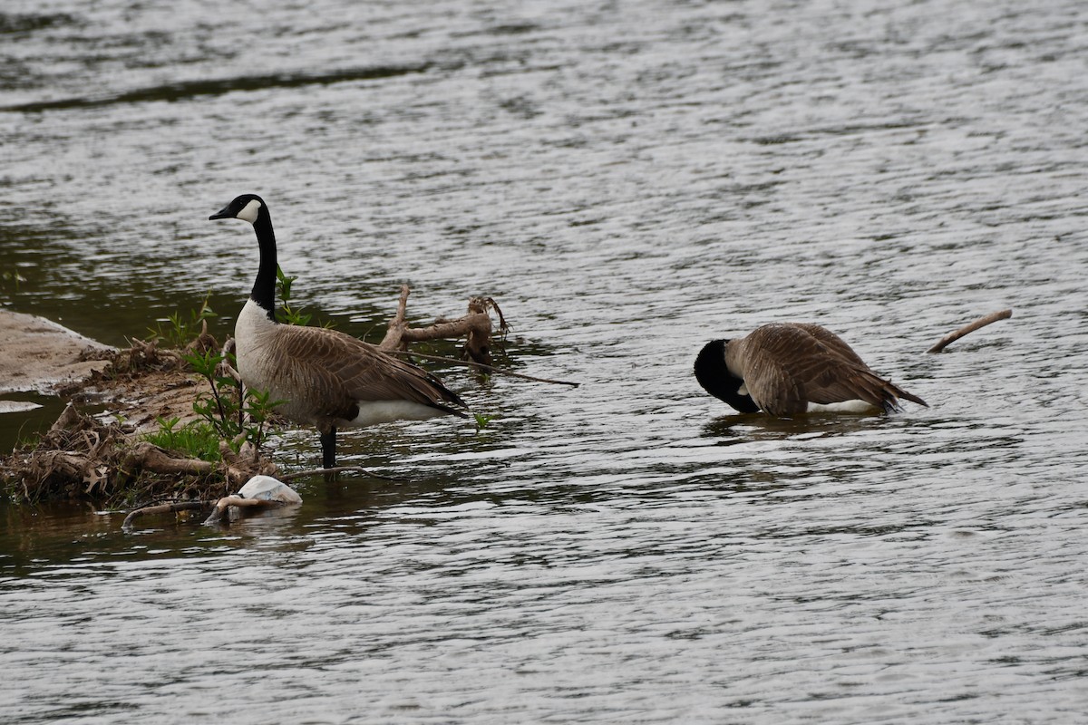 Canada Goose - Carmen Ricer