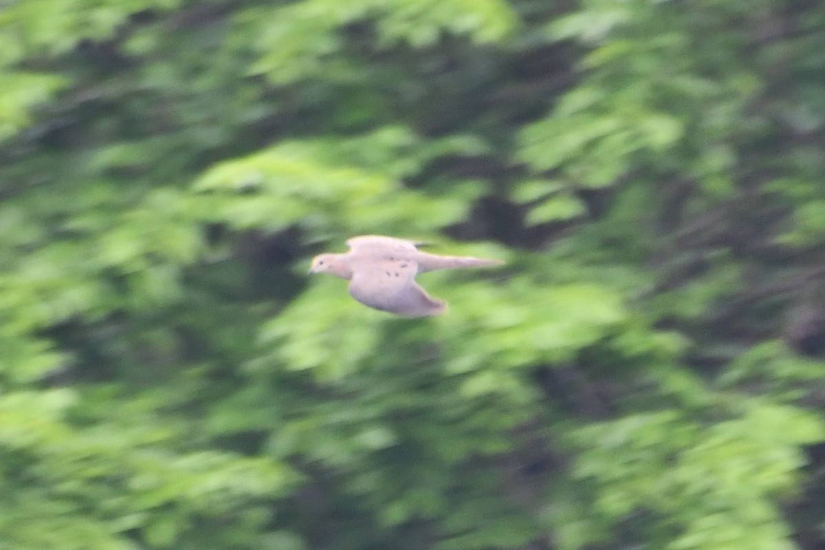 Mourning Dove - Carmen Ricer