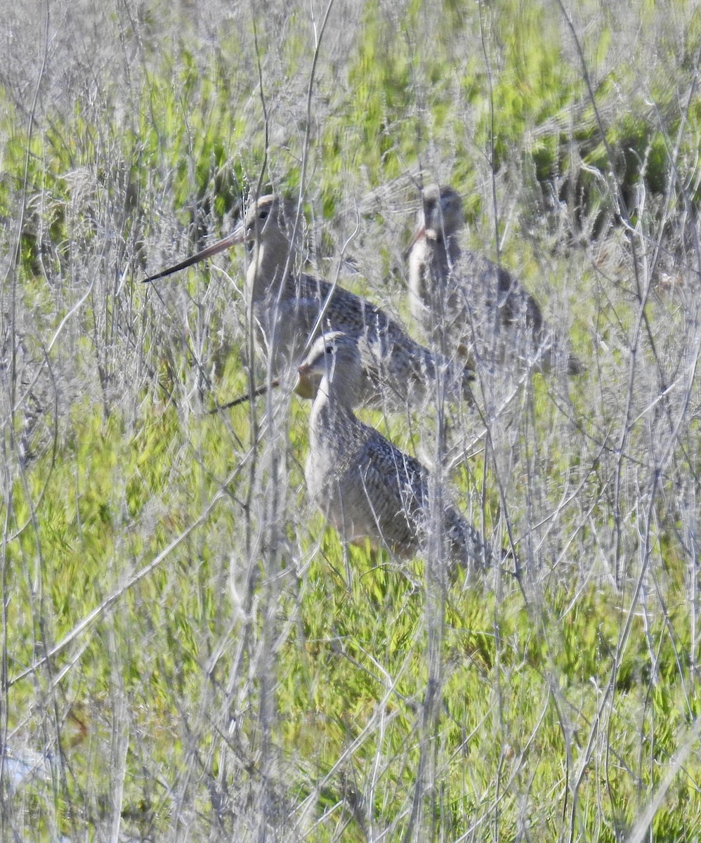 Marbled Godwit - ML618259379