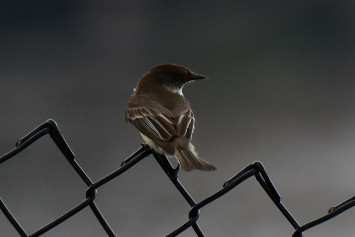 Eastern Phoebe - Carmen Ricer