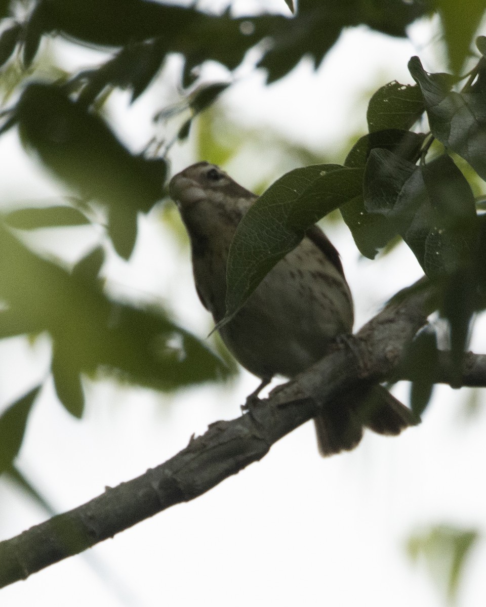 Rose-breasted Grosbeak - Daniel Kelch