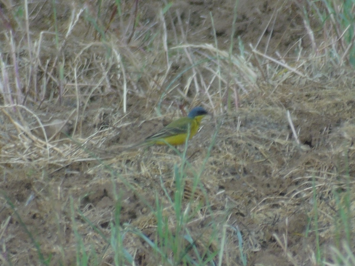 Western Yellow Wagtail (thunbergi) - Otger Fortià Bonvehí