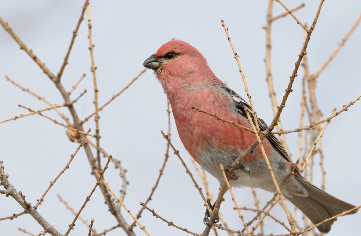 Pine Grosbeak - ML618259415