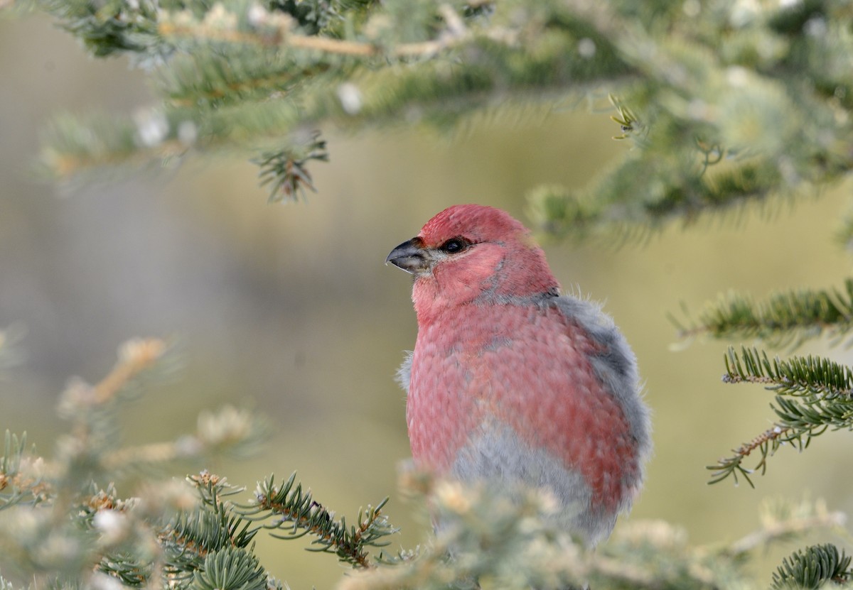 Pine Grosbeak - ML618259416