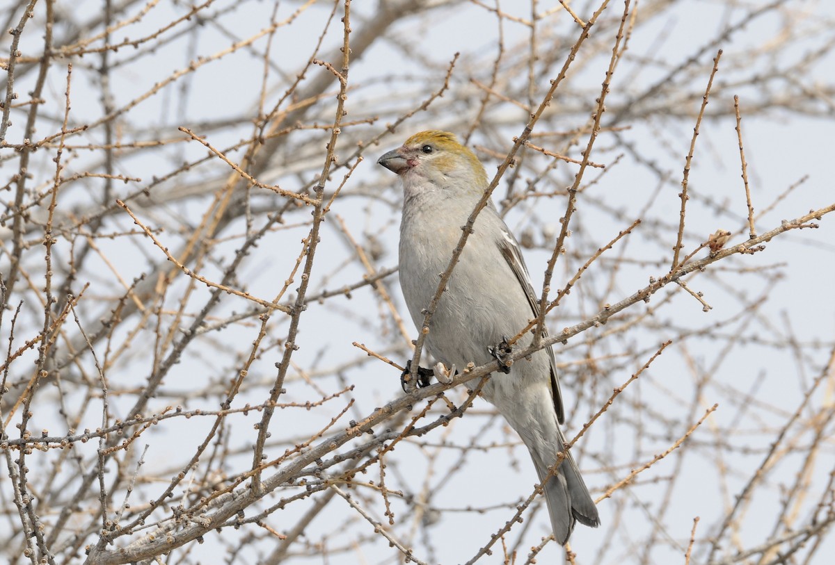 Pine Grosbeak - ML618259417