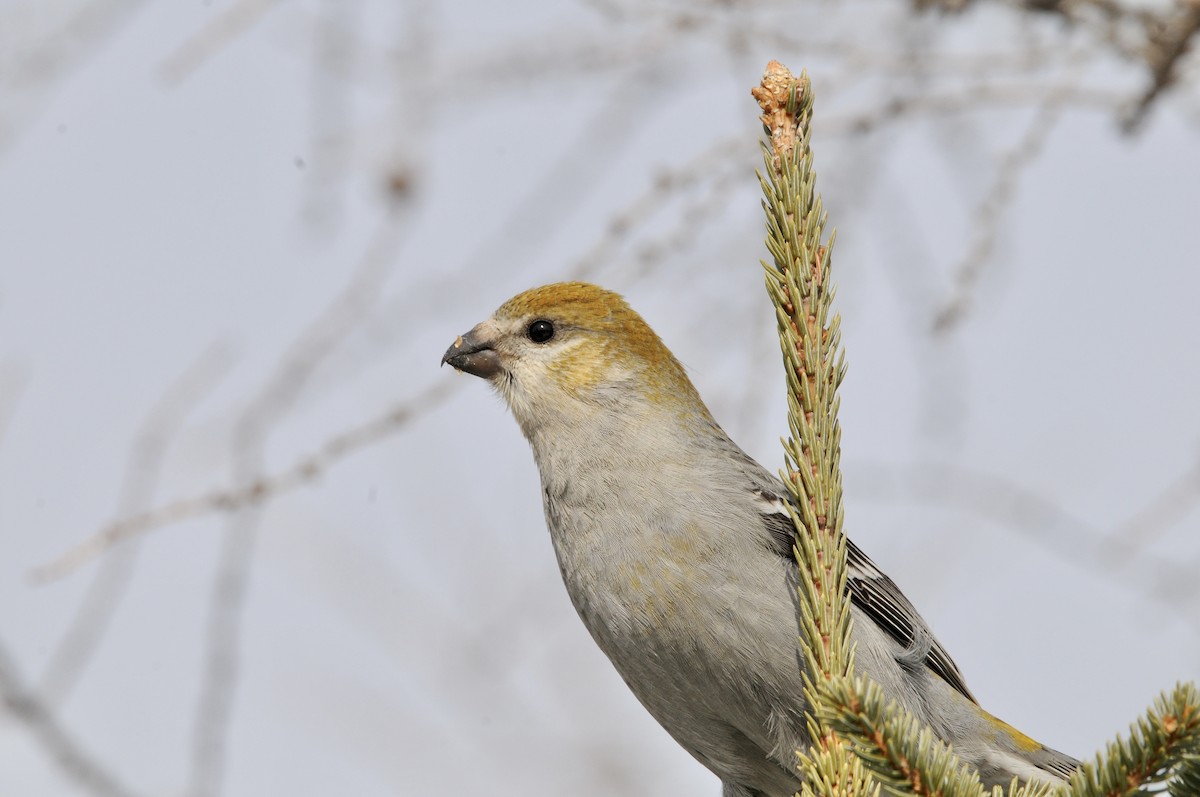 Pine Grosbeak - ML618259418