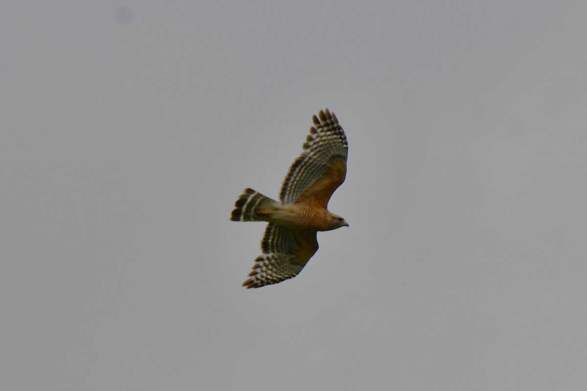 Red-shouldered Hawk - Carmen Ricer