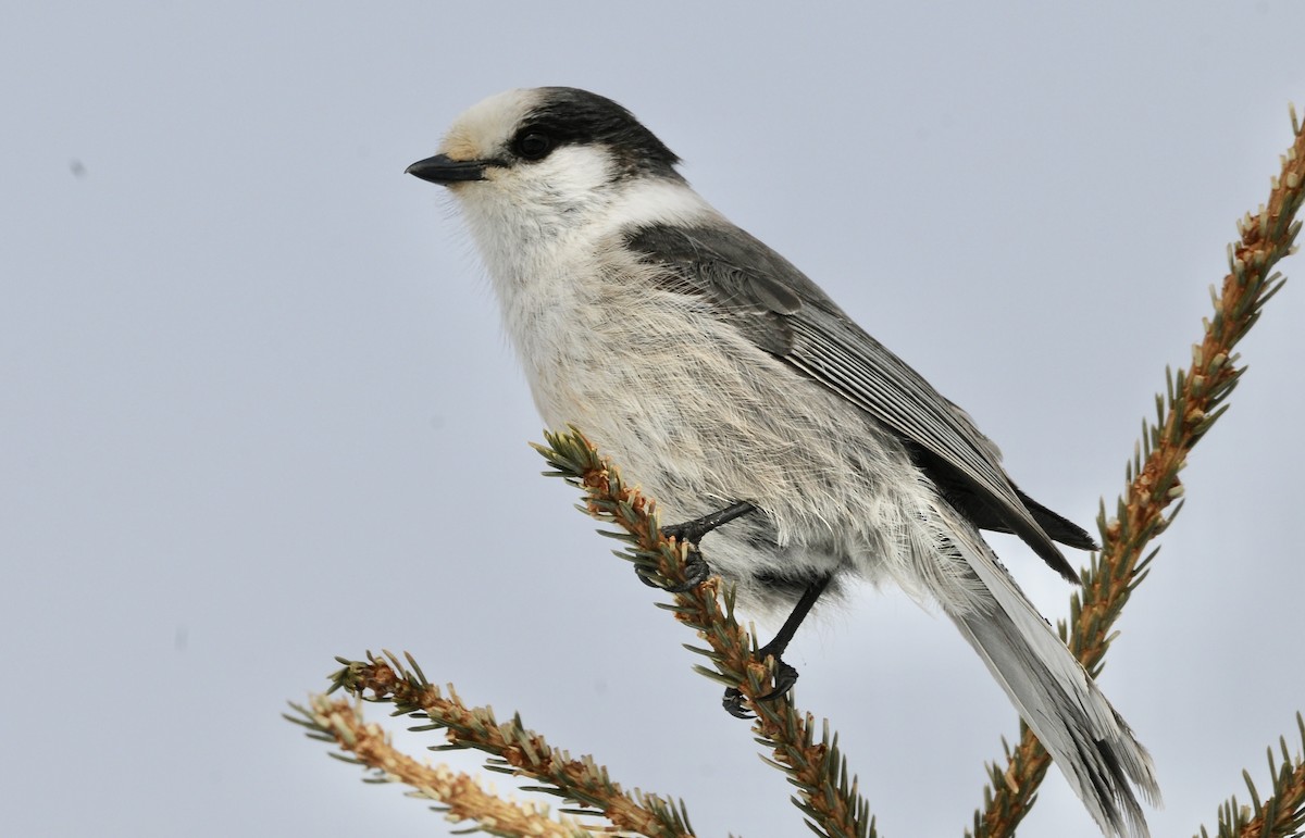 Canada Jay - ML618259432