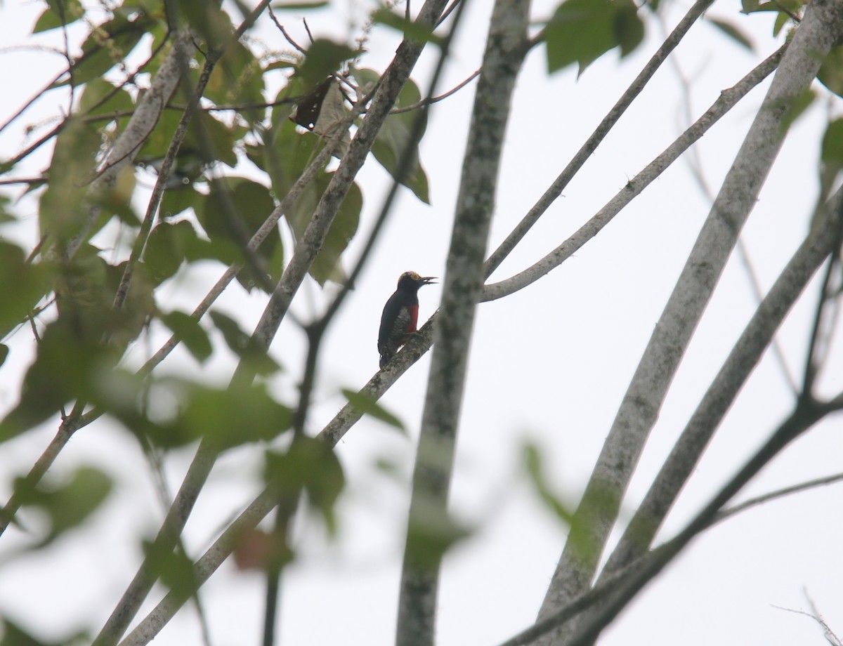 Yellow-tufted Woodpecker - Desmond Allen